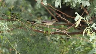 Eastern Olivaceous Warbler · Iduna pallida