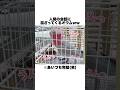 【会話成立】人間の会話に混ざってくるオウムが完全に人間だったww【モモイロインコ】 #shorts