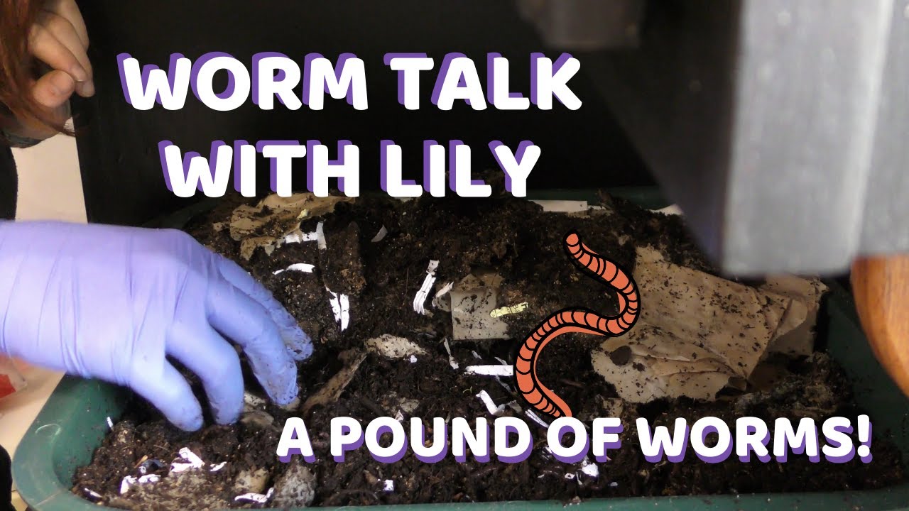 Vermicomposter Check-In: Pound of Worms
