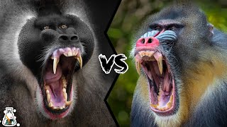 Drill vs Mandrill -  Who Is The Monkey King?