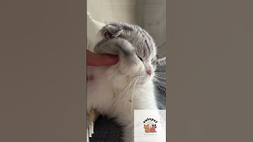 Cái má này #shorts #cutecat