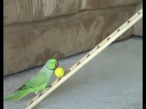 amazing-bird-tricks-funny-birds-play-game