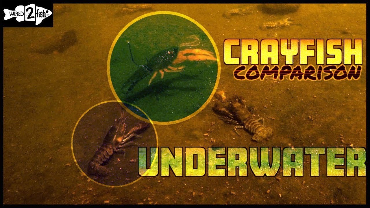 How Long Can Crawfish Stay Under Water