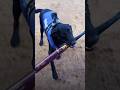 This Dog Loves To Play Fetch…With A Bat l The Dodo