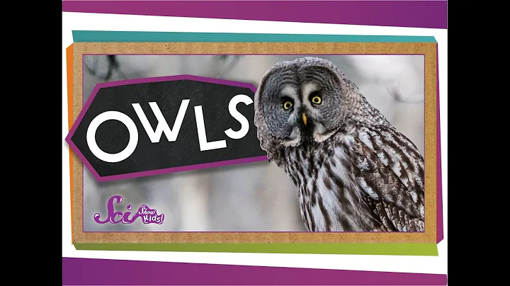 Who Knew? Amazing Owl Facts!