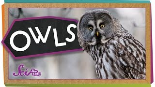 Who Knew? Amazing Owl Facts!