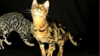 Introduction To Bengal Cats Part 2: Personality