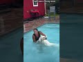 These Labs Refuse to Leave the Pool in the Rain! 🌧️🐾😂