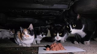 Stray cat brought all of her family.