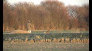 Hare coursing The red dog (saluki type)hero by jacob lee 7,844 views 13 years ago 4 minutes, 21 seconds