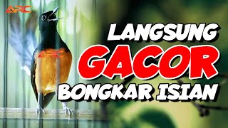 Murai Batu Gacor tembakan Mewah Super Pedes Memancing Murai Batu Lain Tak Mau Diam