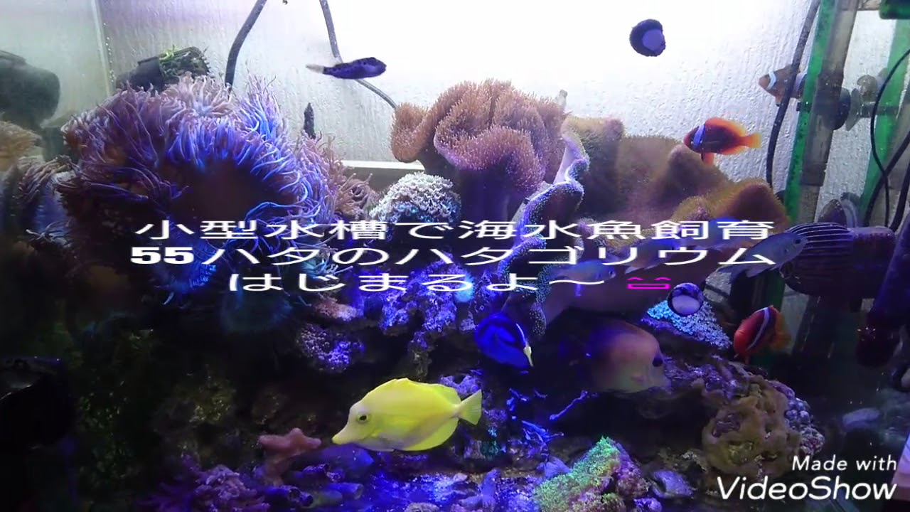 小型水槽で海水魚飼育 55ハタのハタゴリウムはじまるよ 水槽クーラー設置 Youtube