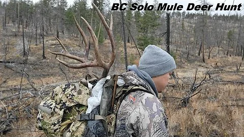 BC Solo Mule Deer Hunt 2025 - The Bowl