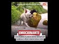 O amor em quatro patas! 🐾 Ele não deixou sua dona subir sozinha.