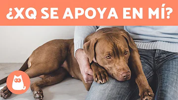 ¿Por qué los perros apoyan la frente contra ti?