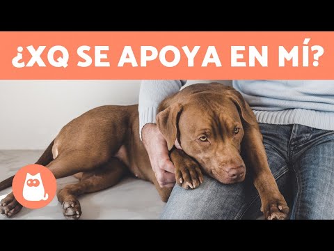 Video: ¿Por qué mi perro hembra se sumisa cuando la acaricio?