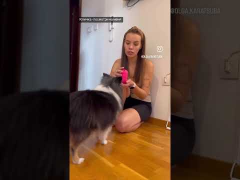 больше на моем канале #дрессировкащенка #трюки #dog