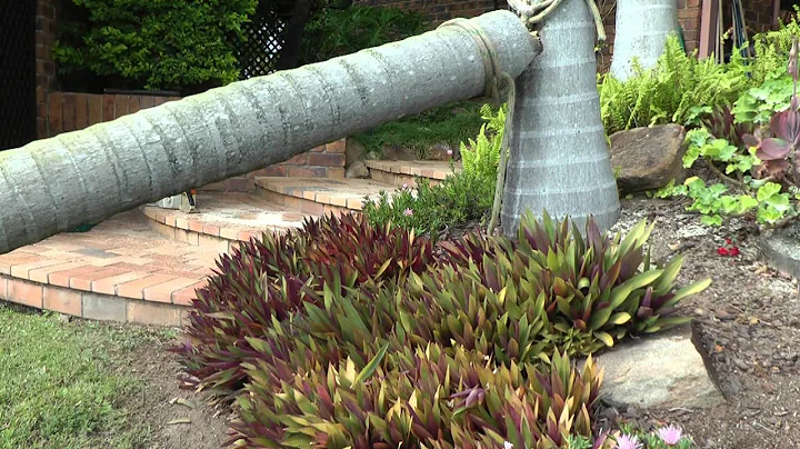 bridging palms butt tying