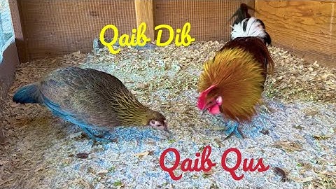 saib kuv khub qaib dib nawb #91 January 14, 2025