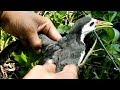 Bird hunting,,Amazing quick bird trap,Catching bird by using Primitive bird hunting idea