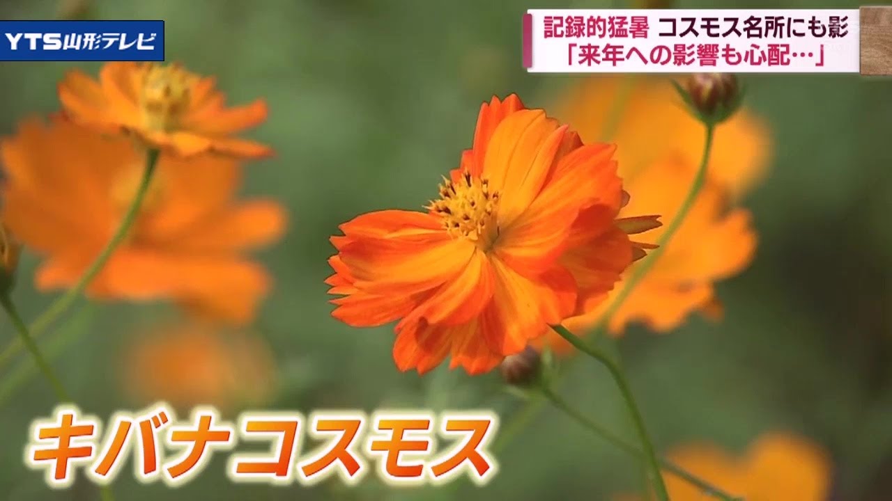 立谷川のコスモス、異常気象で雑草や芝桜にも影響 - YouTube