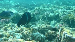Clown coris.  Red Sea 2010-11 m2t