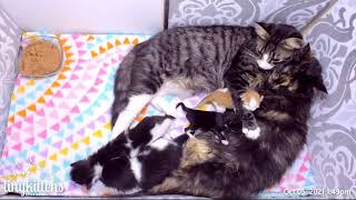 Feral mama cats coparenting rambunctious kittens!