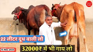 22 लीटर ✅ तक दूध 32000₹ से कीमत 10 गाय  Sahiwal Cholistani Rathi Gir Cross Cow  Available For Sale