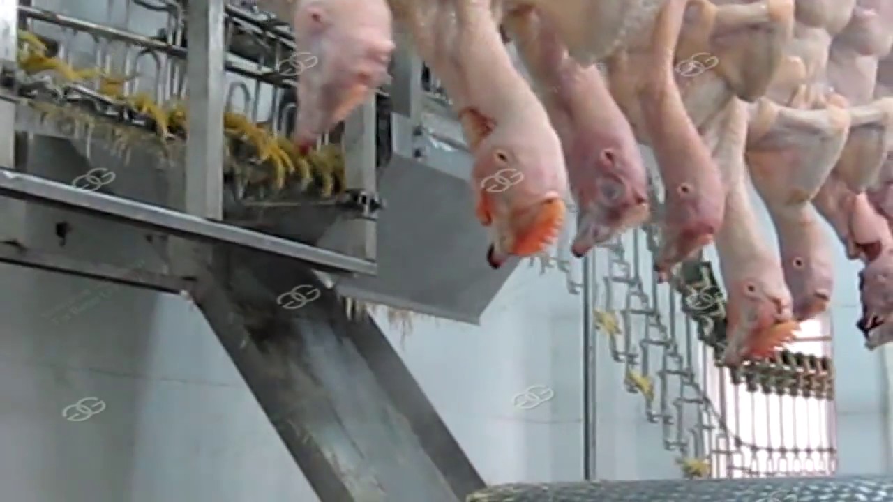 Chicken Slaughter Machine YouTube
