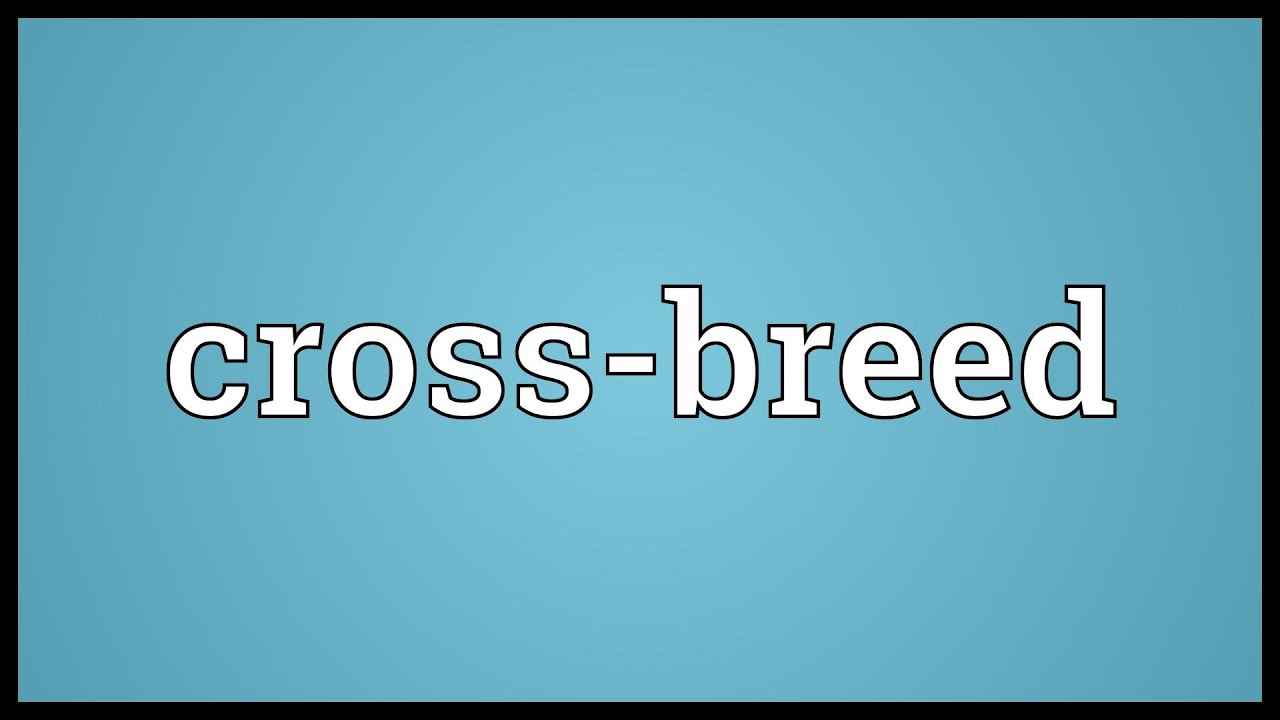 Cross Breed Meaning Youtube