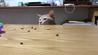 何度もサッと消える猫がかわいい　　Kitten disappear