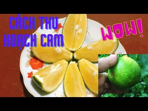 Video: Cách Thu Hoạch Cam - Mẹo Chọn Cam Trong Vườn