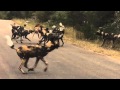 AFRICAN WILD DOG SPECTACULAR