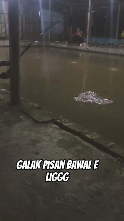 iwak bawale galak lig #shortvideo #feedshorts #mancing