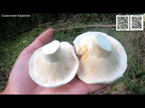 ГРИБНИК ПОШЁЛ ПО ГРИБЫ В НЕТРОНУТЫЙ ЛЕС И ОБАЛДЕЛ! НАШЁЛ МНОГО ГРИБОВ! MUSHROOM HUNTING ГРИБЫ 2022