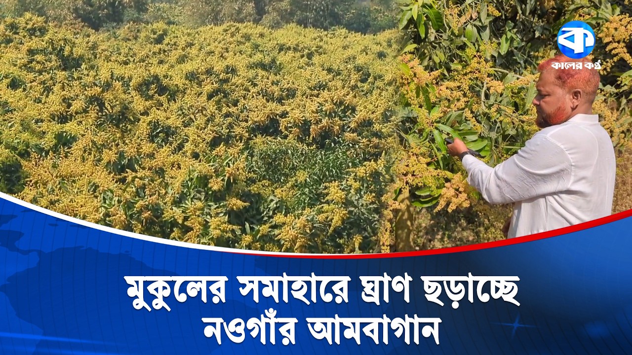 আমের রাজধানী নওগাঁর আম বাগানগুলো ফিরে পেয়েছে প্রাণ | Mango Capital Naogaon | Kaler Kantho