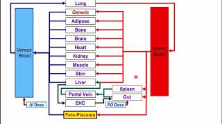 Predicting Drug Pharmacokinetics in Pregnancy, Fetal, and Lactation Using PBPK