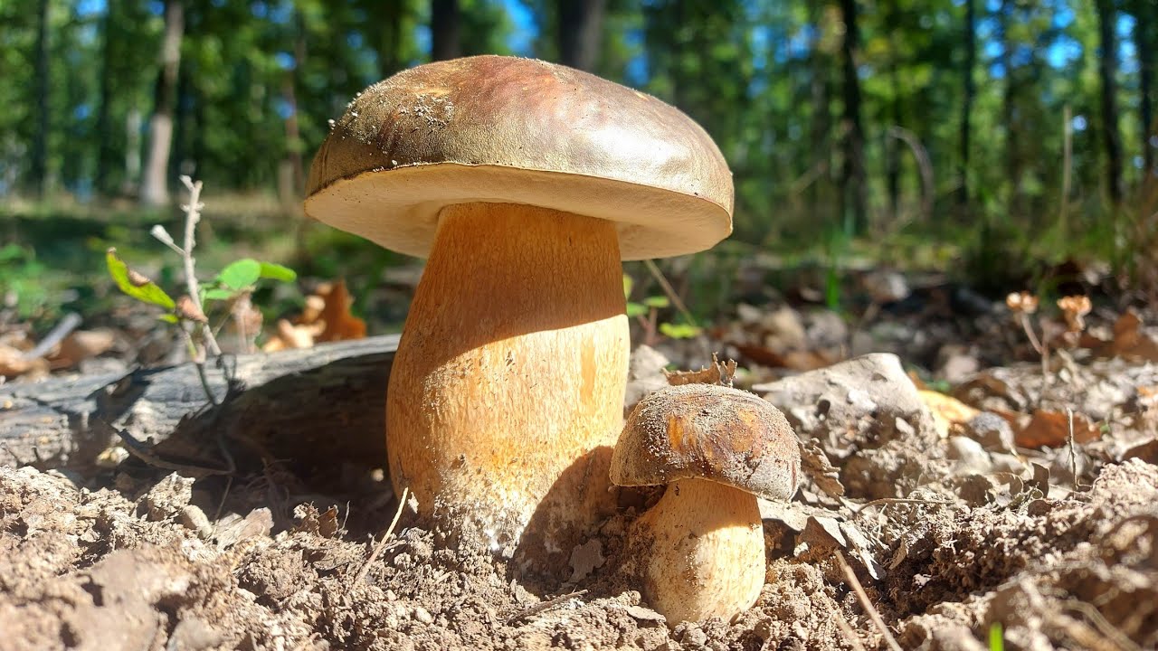 Je to tu! Rastú NÁDHERNÉ DUBÁKY! Hríby huby houby 30.9.2024