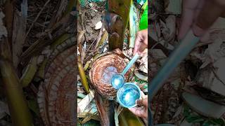 banana stem water || health benefits ??viral trending health bananawater bananastem