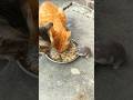 বিড়াল ইঁদুর একসাথে খাবার খাচ্ছে কিভাবে 💞 #shorts #funny #viralvideo