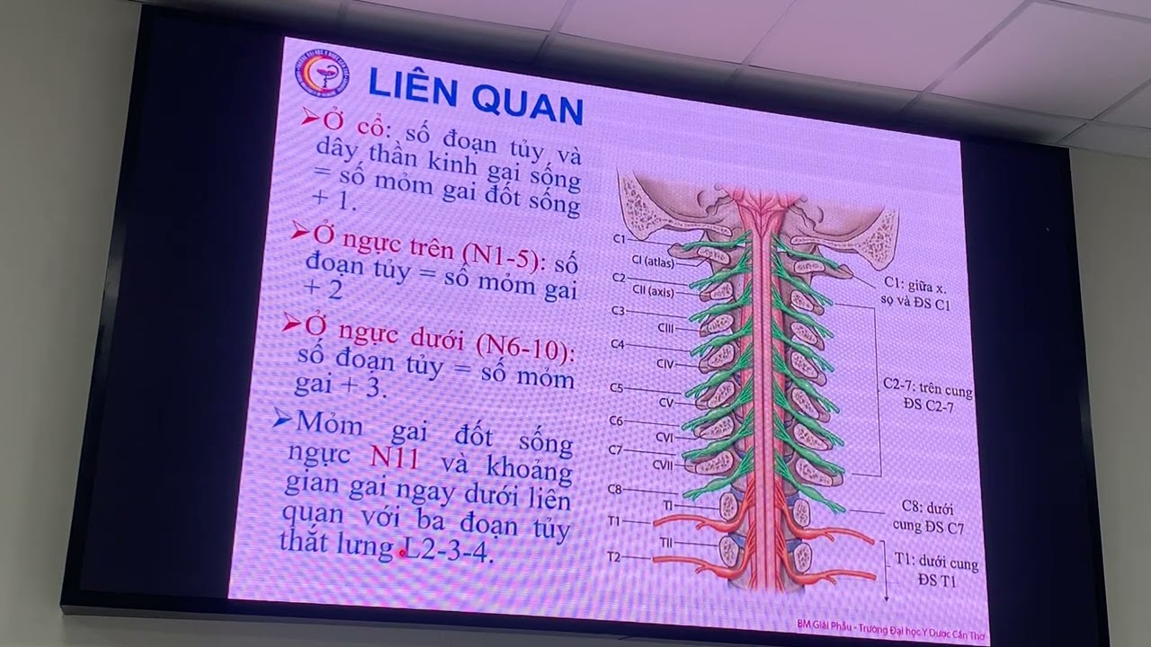 GIẢI PHẪU - TKTW - TỦY SỐNG - Thầy Thọ - CTUMP