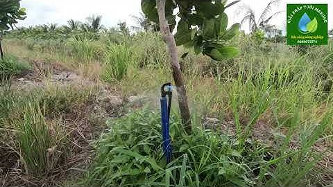 MK20: Béc tưới gốc cho mít chi phí thấp, hiệu quả cao