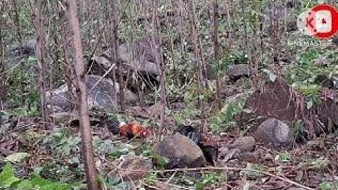 Bẫy gà rừng mùa 2025 mồi về đá bổi te tua và cái kết