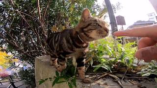 猫の細道出口付近で出会った猫ちゃん、頭を撫でると喜んで懐いてきた