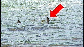 Great White Shark Spotted In Mississippi River?