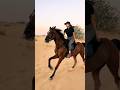 beautiful horse