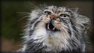 The Grumpiest Cat in the World! Meet the Pallas’s Cat
