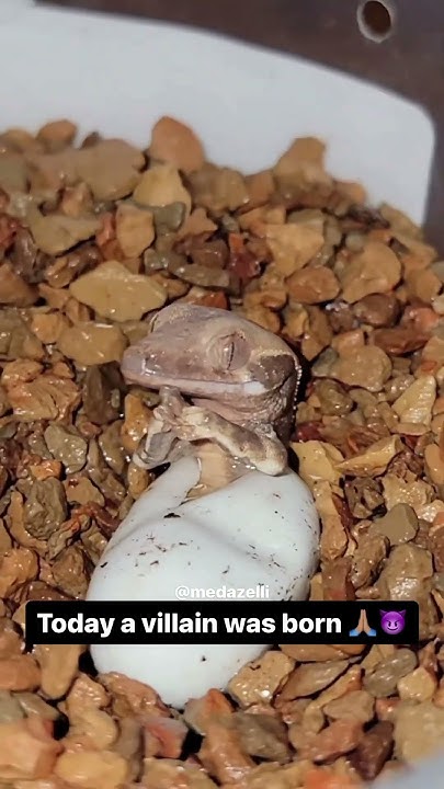 I Found The Geico Lizard - YouTube