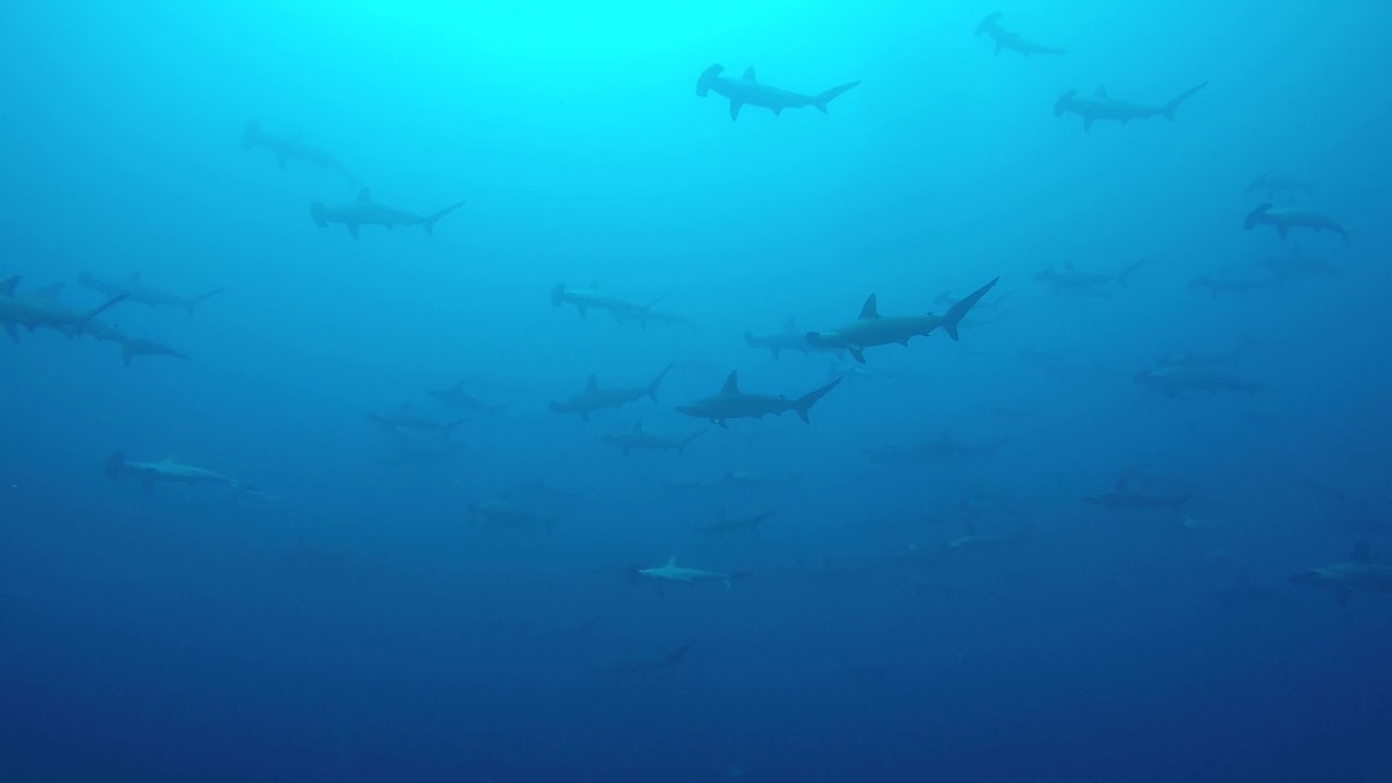 Hammerhead Sharks on Protea Banks South Africa