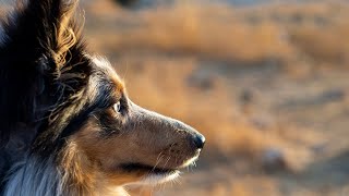 The Truth Behind Home Protection with Shetland Sheepdogs